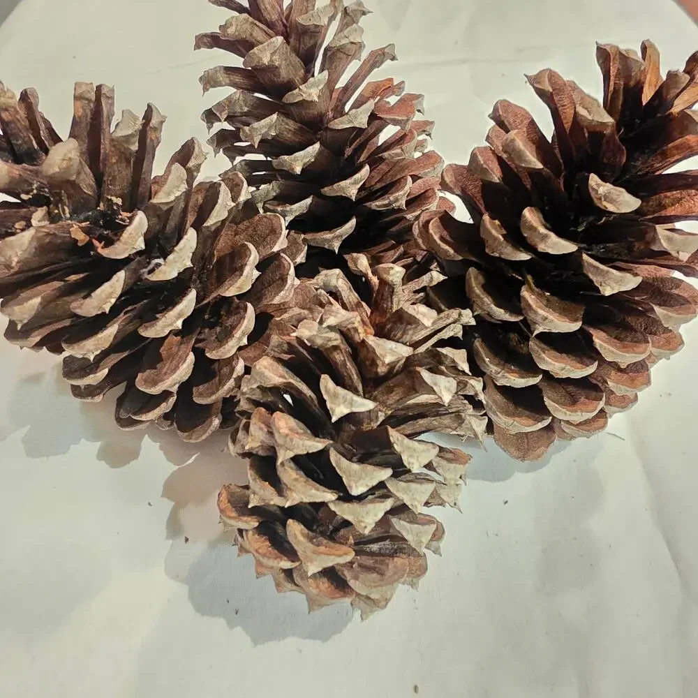20 Longleaf Pinecone for Crafting Home Decor 2